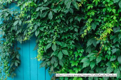 Virginia Creeper