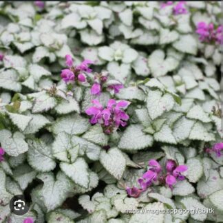Lamium Maculatum Silver Beacon