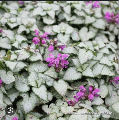 Lamium Maculatum Silver Beacon