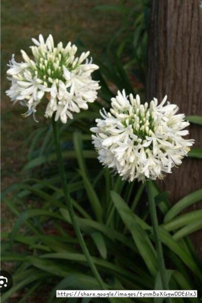Agapanthus Praecox White