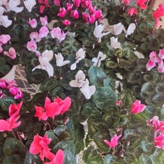 Cyclamen