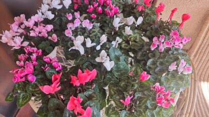 Cyclamen