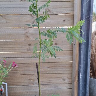 Keurboom
