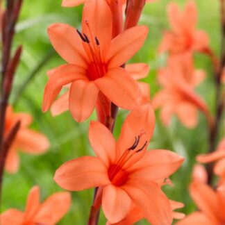 Watsonia Bulbs Orange/Peach (10Bulbs)