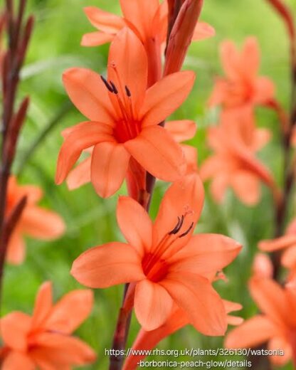 Watsonia Bulbs Orange/Peach (10Bulbs)