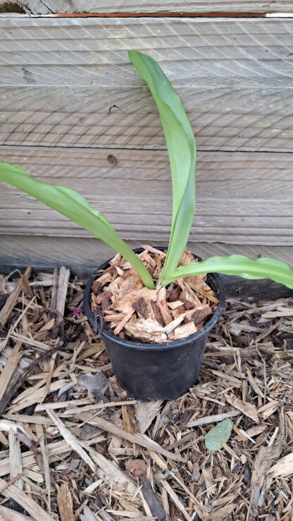 Product - Image 2