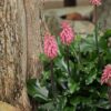 Veltheimia Bracteata FOREST LILY