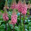 Veltheimia Bracteata FOREST LILY