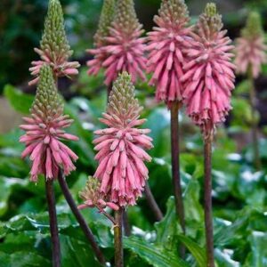 1000181374.jpg Veltheimia Bracteata FOREST LILY