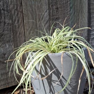 Small Cement Pot 3