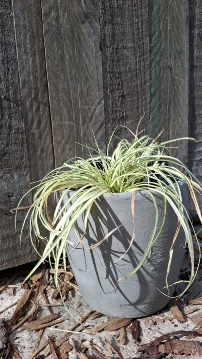 Small Cement Pot 3