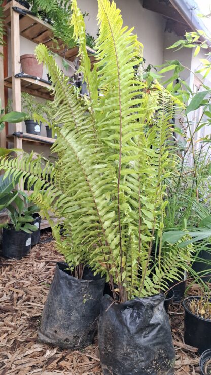 Giant Sword Fern