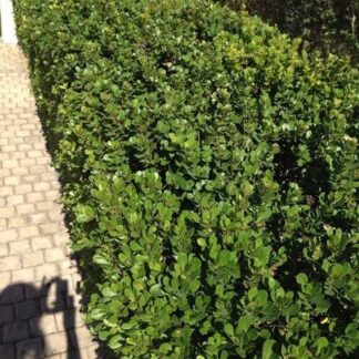 SEARSIA (Rhus) CRENATA Dune Crow-Berry 2,5L