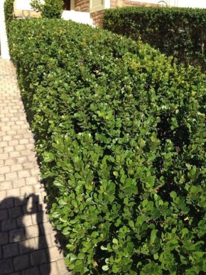 SEARSIA (Rhus) CRENATA Dune Crow-Berry 2,5L