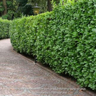 PRUNUS LAUROCERASUS Cherry Laurel 4,5L