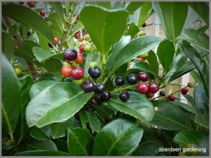 PRUNUS LAUROCERASUS Cherry Laurel 4,5L - Image 2