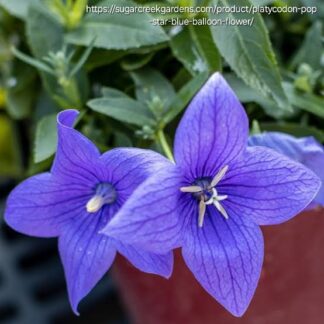 PLATYCODON GRANDIFLORUS Balloon Flower – Pop Star Blue 17cm