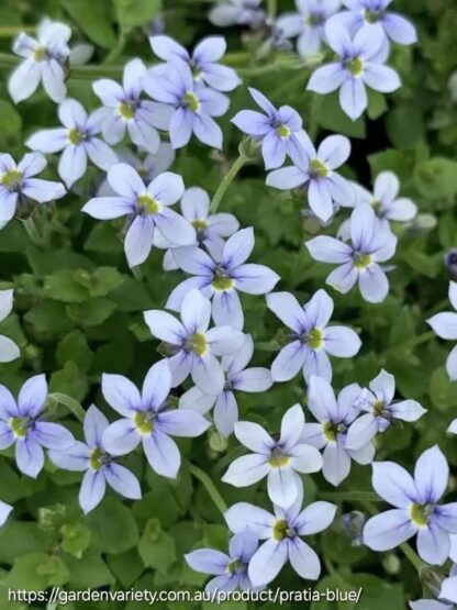 LOBELIA (Pratia) ANGULATA Lawn Lobelia - Blue 15cm - Image 3