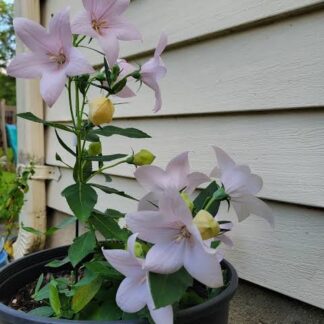 PLATYCODON GRANDIFLORUS Balloon Flower – Pop Star Pink 17cm