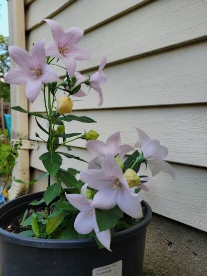 PLATYCODON GRANDIFLORUS Balloon Flower - Pop Star Pink 17cm