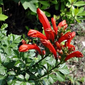 TECOMARIA CAPENSIS Cape Honeysuckle – Red 4,5L