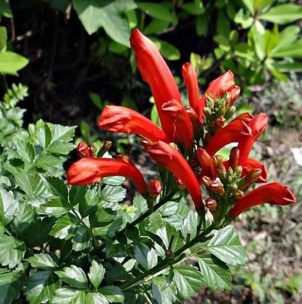 1000191056.jpg TECOMARIA CAPENSIS Cape Honeysuckle - Red 4,5L