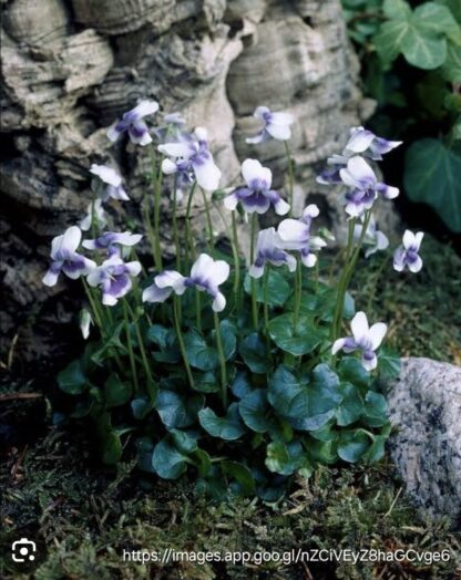 VIOLA HEDERACEAE Australian Violet 15cm