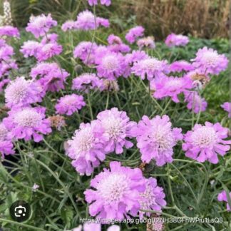SCABIOSA COLUMBARIA Pincushion Flower – Pink Mist 15cm