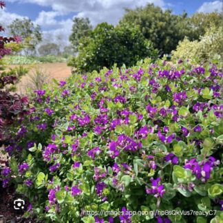 POLYGALA FRUTICOSA Butterfly Bush – Southern Shores 3L