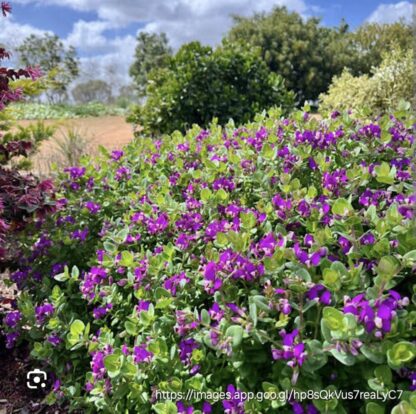 POLYGALA FRUTICOSA Butterfly Bush - Southern Shores 3L