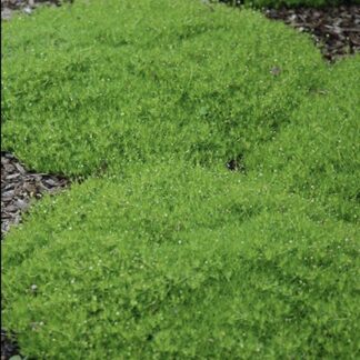 SAGINA SUBULATA Scotch Moss – Green 15cm