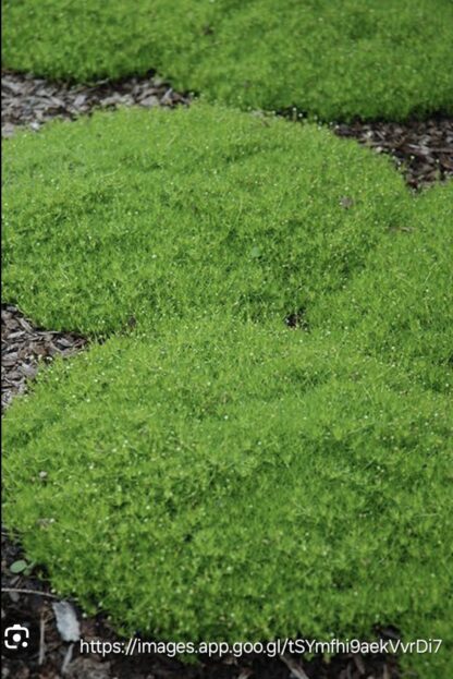 SAGINA SUBULATA Scotch Moss - Green 15cm