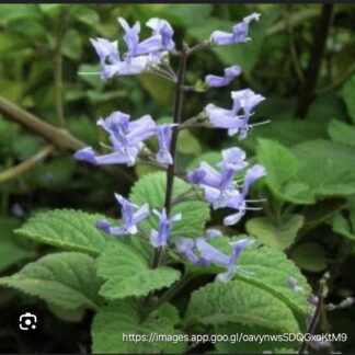 PLECTRANTHUS ZULUENSIS Zulu Spurflower 3L