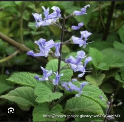 PLECTRANTHUS ZULUENSIS Zulu Spurflower 3L