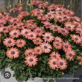 OSTEOSPERMUM ECKLONIS African Daisy – Serenity Coral Magic 15cm