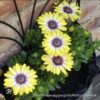 1000191127.jpg OSTEOSPERMUM ECKLONIS African Daisy - Serenity Blue Eyed Beauty 15cm
