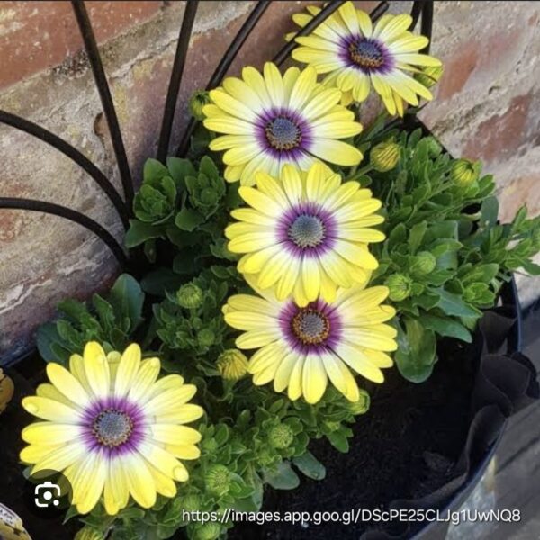 1000191127.jpg OSTEOSPERMUM ECKLONIS African Daisy - Serenity Blue Eyed Beauty 15cm