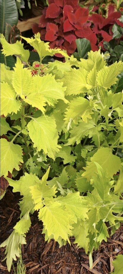 COLEUS X HYBRIDA Spurflower - Wasabi 3L - Image 2
