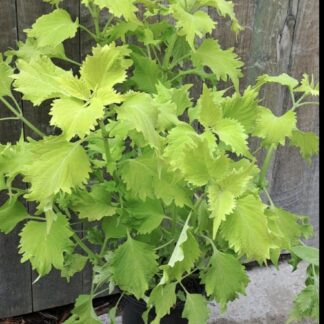 COLEUS X HYBRIDA Spurflower – Wasabi 3L