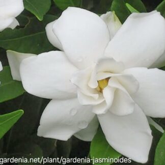 GARDENIA JASMINOIDES Cape Jasmine / Katjiepiering 3L