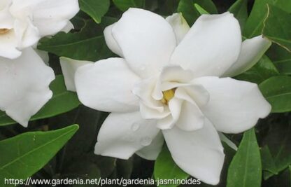 GARDENIA JASMINOIDES Cape Jasmine / Katjiepiering 3L