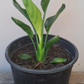 STRELITZIA REGINAE Crane Flower 3L