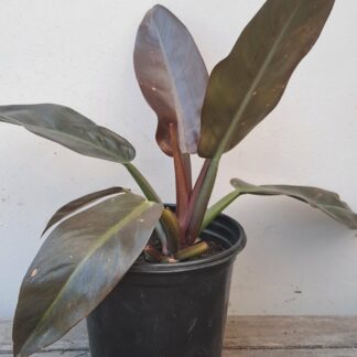 Imperial Red Philodendron