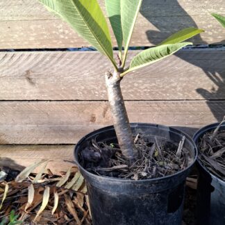 Frangipani White