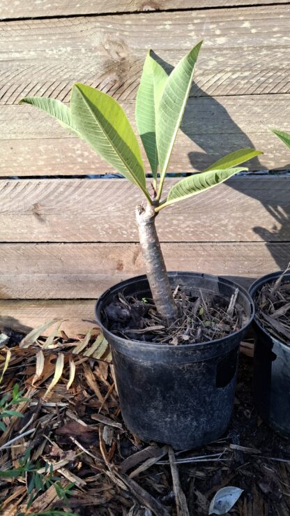 Frangipani White