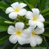 Frangipani White