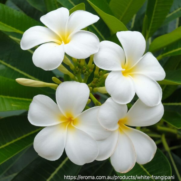 Frangipani White