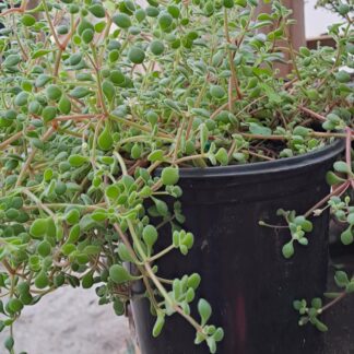 Crassula 'Striped Fragile'