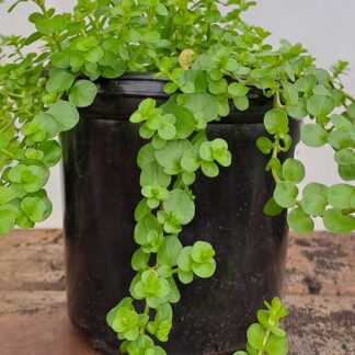 Golden Creeping Jenny