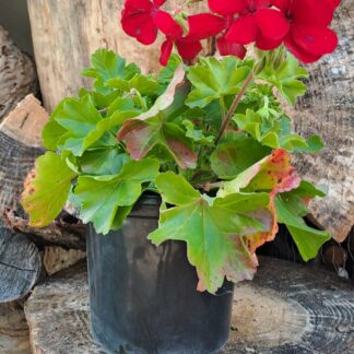 Pelargonium Marcada Dark Red